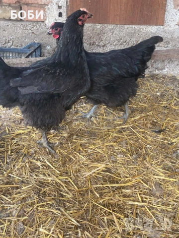 Ярки домашни, снимка 3 - Кокошки и пуйки - 53923544