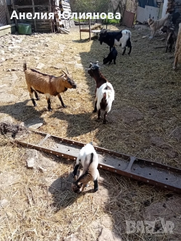 Мини холандцки козички, снимка 3 - За селскостопански - 54283112