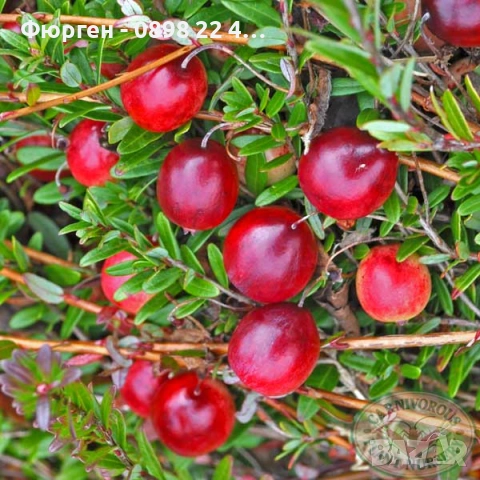 Американската червена боровинка, снимка 5 - Разсади - 52922778