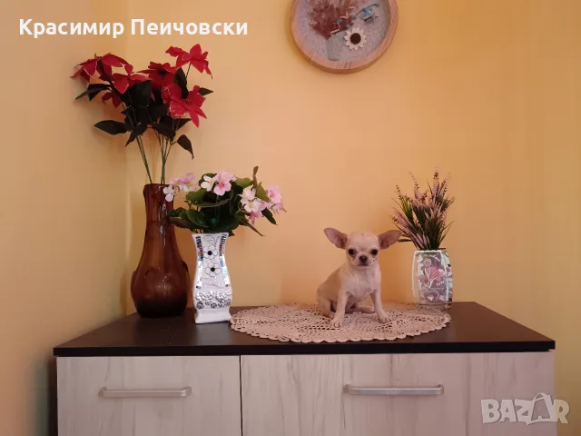 женско чихуахуа. , снимка 5 - Чихуахуа - 55766980