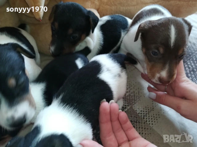 ДЖАК РЪСЕЛ-250ЛВ ЗА КУТРЕ 2409251049, снимка 15 - Джак ръсел териер - 51817566