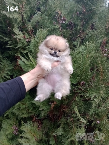Померани. Момиченца. Реални снимки от 07.12.2025 г., снимка 4 - Померан - 52682065