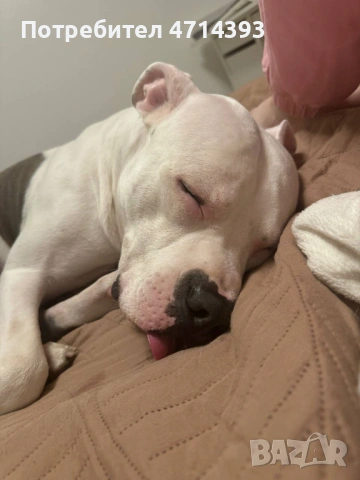 Търсим приятелка за Матео 2,6г. Американский стаффордширский терьер, снимка 7 - Американски стафордширски териер - 53164412