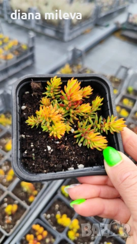 Седум Анджелина, Sedum rupestre Angelina, студоустойчив, снимка 11 - Градински цветя и растения - 47307888