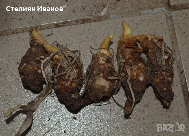 Италиански змиярник, змийска хурка (Arum italicum) – грудки, снимка 3 - Сортови семена и луковици - 52371795