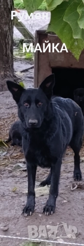 Немска овчарка (Канадски вълк), снимка 2 - Немска овчарка - 52648855