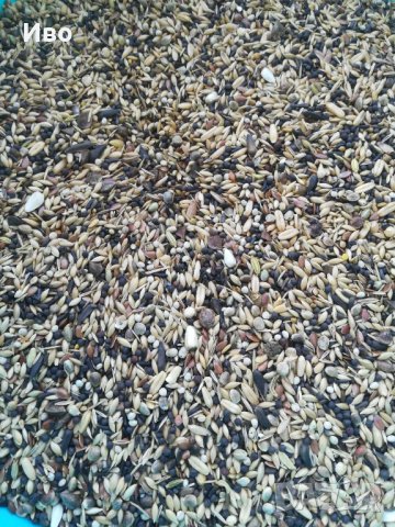 Храна за диви птици, снимка 3 - Канари - 30791965