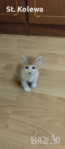 Малки котенца търсят своя дом, снимка 15 - Други - 56339703