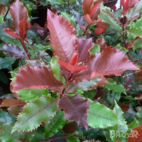 Фотиния Меджикъл Волкано, снимка 5 - Градински цветя и растения - 51472929