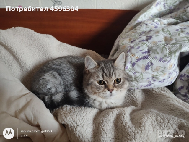 Британски котенца , снимка 6 - Британска късокосместа - 52506056