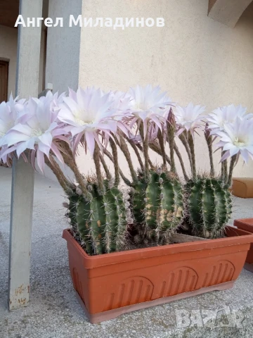 Сандъче с кактуси, снимка 12 - Стайни растения - 50008445
