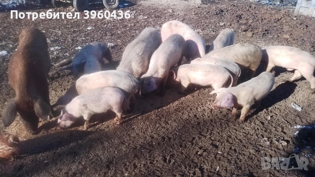 продавам прасета , снимка 2 - Прасета - 53193500