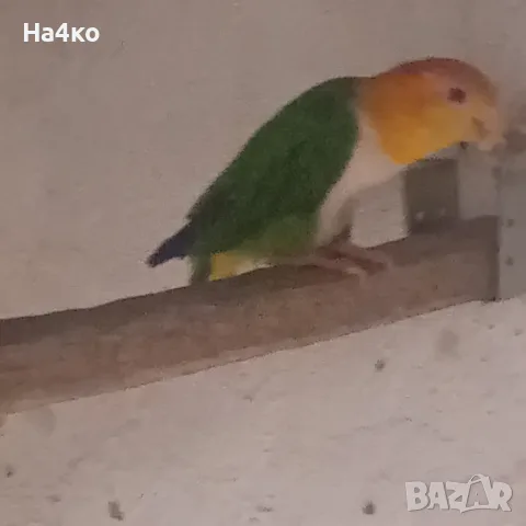 Продавам оранжевотемена кайка мъжка  с зелени гащи, снимка 2 - Папагали - 56208119