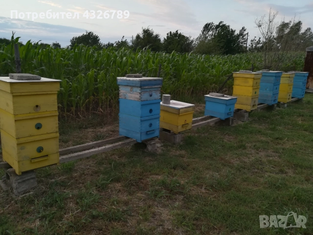 Пчелни кошери, снимка 4 - За пчели - 52003834