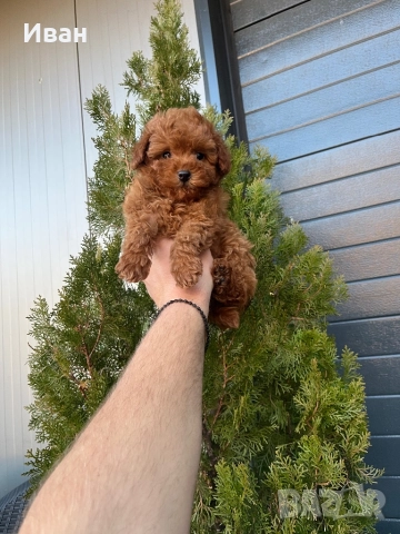 Той пудел, снимка 3 - Пудели - 52529667