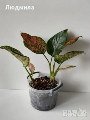 Аглаонема Споттед Стар/Aglaonema Spotted star , снимка 2 - Стайни растения - 48662697