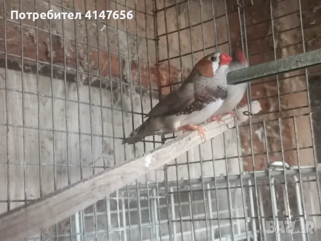 Джъмбо зеброви амадини 