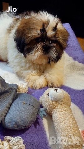 Прекрастно Шитцу , снимка 3 - Ши Тцу - 52653754