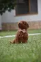 Той пудел Toy poodle, снимка 4