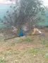 Мъжки индийски паун , снимка 1