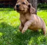 Продавам кокер шпанйоли, снимка 4