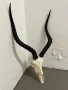 Трофей от африканска импала, снимка 2