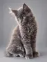Коте от породата Мейн Кун, снимка 3