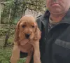 Кокер Шпаньол.. , снимка 7