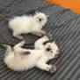 Готови за нов дом, снимка 6