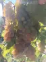 Продавам  Ркацител, снимка 4