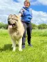 Кавказка овчарка , снимка 6