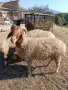 Продавам коза и овце, снимка 1
