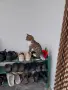 Подаряваме котенце , снимка 5