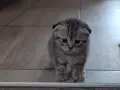 правоухи и клепоухи шотландски котета, снимка 10