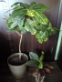 Планински кротон, височина 45-100см./цени в описанието , снимка 8