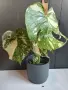 Monstera Thai Constellation /Монстера Тай Констеллейшъ, снимка 1