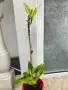 Драцена растение за любители с двуцветни листа, снимка 10