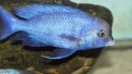 Аквариумни риби, африкански цихлиди от езерото Малави, снимка 10