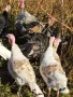продавам домашно гледани пуйки пуяци , снимка 1