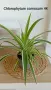 Хлорофитум Chlorophytum comosum , снимка 1