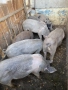Продавам прасета, снимка 1
