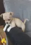 чихуахуа момченце, снимка 2
