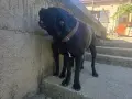  КЧЕТА КАНЕ КОРСО, снимка 10