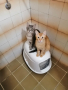 котенца  и кастрирани котки , снимка 3
