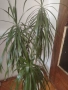 Драцена Маргината , снимка 2