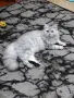 персийски британски котета , снимка 13
