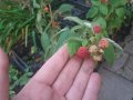 Разсад Малина  - целогодишна, снимка 4