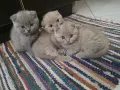 Шотландски клепоухи котета , снимка 2