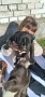 питбулчета, снимка 4