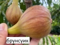Смокиня „Брунсуик“ (Ficus carica ‘Brunswick’), снимка 1